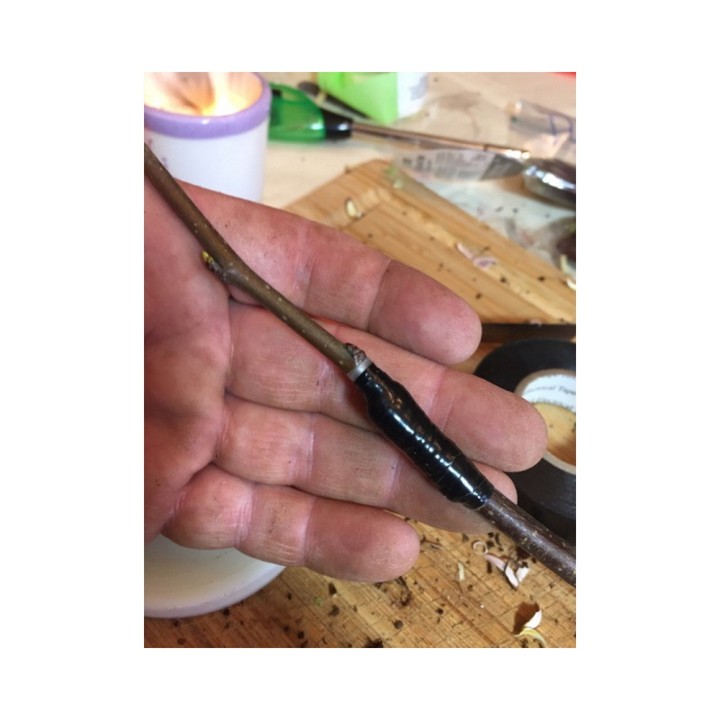 copy of 